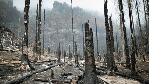 Im Sommer 2022 wüteten wochenlang verheerende Waldbrände im Elbsandsteingebirge. Riesige Flächen im Herz im Herz des Nationalparks wurden zerstört. Zurüch blieb eine leblose, scheinbar apokalytische Welt. Im Sommer 2022 wüteten wochenlang verheerende Waldbrände im Elbsandsteingebirge. Riesige Flächen im Herz im Herz des Nationalparks wurden zerstört. Zurüch blieb eine leblose, scheinbar apokalytische Welt. © NDR/Science Vision