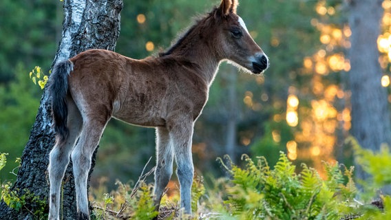 New Forest Ponys werden oft als ‘Architekten des Waldes‘ bezeichnet. Sie sorgen dafür, dass sich der Wald nicht zu sehr ausbreitet. © NDR/Terra Mater & Big Wave Productions/Matt Roseveare 