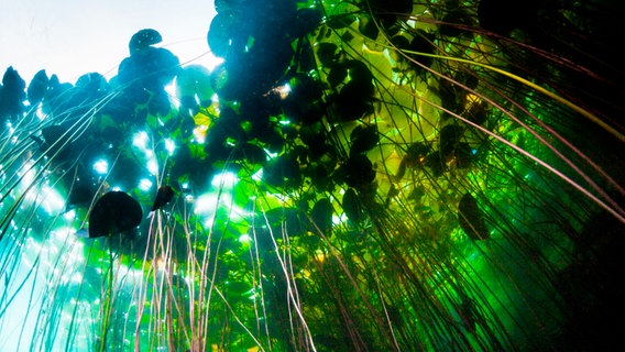 Ein dichter Wald aus Teichrosen ragt vom Grund bis an die Wasseroberfläche. Ein farbenprächtiges Spiel aus Licht und Schatten. © NDR/Wolf Wichmann 