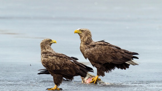 Zwei Seeadler beim Fischfang in der Lausitzer Seenlandschaft. © NDR/Altayfilm 