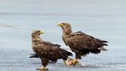 Zwei Seeadler beim Fischfang in der Lausitzer Seenlandschaft. © NDR/Altayfilm 