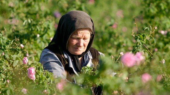 Das Tal von Kasanlak ist berühmt für seinen Rosenanbau. Etwa drei Kilo Blüten ergeben ein Gramm des wertvollen Rosenöls. © NDR/Dr. Ernst Sasse 