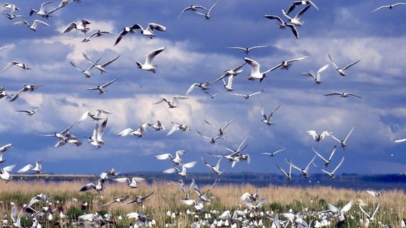 Seevogelkolonien gibt es entlang der Deutschen Ostseeküste vor allem in den Bodden. Die geschützten Buchten bieten den Vögeln ideale Bedingungen, um ihren Nachwuchs aufzuziehen. © NDR/Naturfilm 2006 