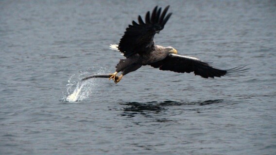 Seeadler sind gute Jäger. Der Altvogel hat einen Aal entdeckt, den er zu seinem Jungen ins Nest trägt. © NDR/NDR Naturfilm 