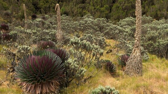 Vegetation in den Bergen des Ruwenzori-Nationalparks © NDR/Terra Mater/Harald Pokieser 