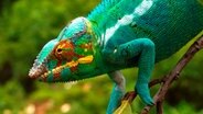 Pantherchamäleons sind auf Madagaskar heimisch. Die Männchen können über einen halben Meter lang werden, ihre Färbung variiert ein wenig  je nachdem, aus welcher Region sie stammen. © NDR/Barrie Britton 