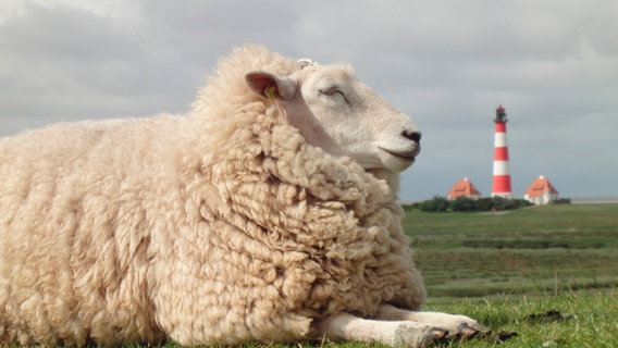 In Nordfriesland leben fast so viele Schafe wie Menschen. Im Hintergrund: Der Leuchtturm von Westerhever. © NDR/Jens Westphalen & Thoralf Grospitz 