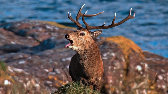 Hirschbrunft an Schottlands Küsten  ein ungewohntes Bild, da die Tiere in Mitteleuropa fast ausschließlich im Wald leben. © NDR/Ernst Sasse & Hans-Peter Kuttler 