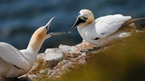 Nistplatz ist Mangelware: Bei den Basstölpeln kommt es während der Brutzeit immer wieder zu heftigen Streitereien. © NDR/Annegret Walter & Robert Morgenstern 
