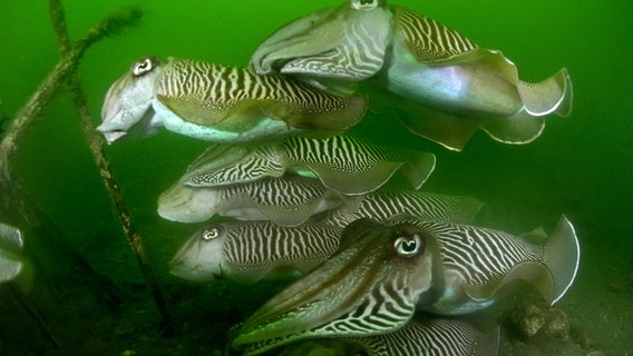 Tintenfische wie diese Sepien schwimmen aus dem Nordatlantik in die Nordsee, um sich im Bereich der niederländischen Oosterschelde zu paaren. © NDR/Florian Graner 