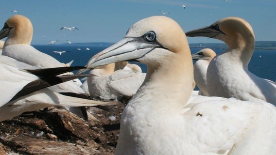 Basstölpel gaben dem schottischen Eiland Bass Rock seinen Namen. Tausende der eleganten Seevögel brüten hier. © © NDR/Jens Westphalen & Thoralf Grospitz 