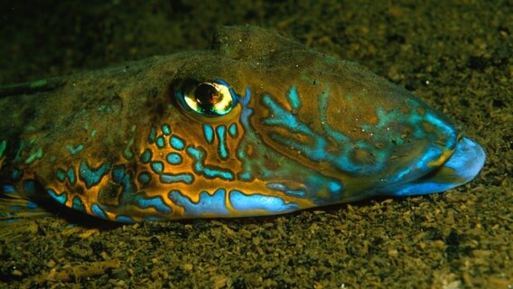 Der Leierfisch ist ein extravagant geformter Meeresfisch, der an den Küsten des nordwestlichen Europas und des Mittelmeeres lebt. © NDR/Florian Graner 