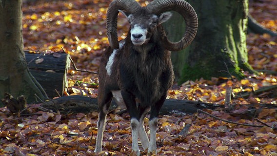 Wenn im Herbst die Mufflons um die Weibchen kämpfen, hallt das Krachen der zusammenprallenden Hörner durch die Wälder des Sollings. © NDR/Günter Goldmann 