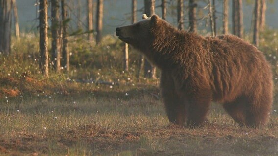 Die ursprünglichen Wälder Finnlands und Schwedens sind Heimat für Braunbären. © NDR/NDR Naturfilm/Doclights GmbH/Goetzl, Nörenberg 