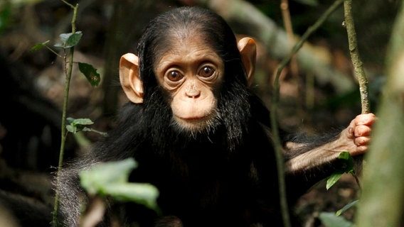 In den ersten Monaten können Schimpansen-Babys ihr eigenes Gewicht nicht tragen. Erst schleppt ihre Mutter sie vorm Bauch, nach ein paar Wochen klettern die Kleinen auf den Rücken. © NDR/Doclights GmbH/Blue Planet Film 