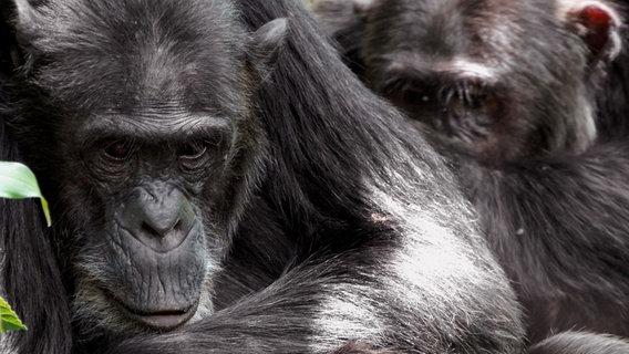 Fellpflege ist bei Schimpansen eine sehr wichtige Angelegenheit. Männchen nutzen sie nicht nur, um ihr Fell zu pflegen  sondern vor allem, um ihre Kontakte innerhalb der Gruppe zu festigen. © NDR/Doclights GmbH/Blue Planet Film 
