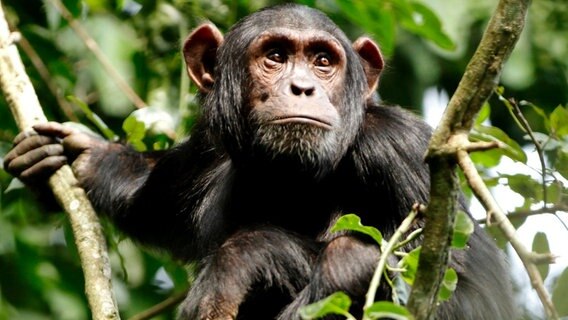 Bei den Schimpansen herrscht das Patriarchat: Dieses junge Männchen übersteht allen Weibchen, egal welchen Alters. © NDR/Doclights GmbH/Blue Planet Film 