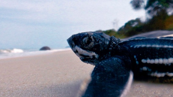 Frisch geschlüpfte Lederschildkröten nutzten Mond und Sterne, um den Weg ins Meer zu finden. © NDR/Doclights GmbH/Blue Planet Film 