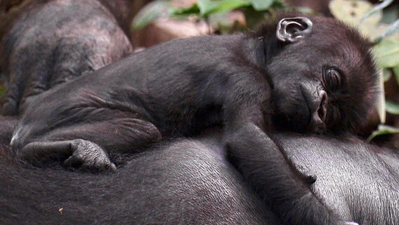 Das Gorillababy wird von seiner Mutter stündlich gesäugt und teilt sich jahrelang mit ihr dasselbe Schlafnest. © NDR/Doclights GmbH/Blue Planet Film 