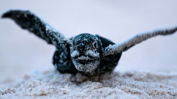 60-70 Tage nach der Eiablage schlüpfen ungefähr 50 junge Lederschildkröten aus einem Sand-Nest. © NDR/Doclights GmbH/Blue Planet Film 