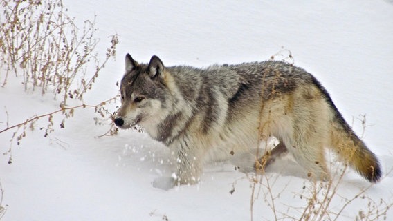 Durch seine hohe Anpassungsfähigkeit bewohnt der Wolf sogar die arktische Tundra und findet selbst im Winter Nahrung. © NDR/NDR Naturfilm/doclights/Uwe Anders 