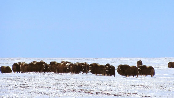 Moschusochsen sind näher mit Ziegen verwandt als mit Rindern. © NDR/NDR Naturfilm/doclights/Uwe Anders 