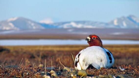 Moorschneehühner besiedeln die nördlichen Regionen Skandinaviens, Sibiriens und Nordamerikas. Mit etwa 500 bis 700 Gramm gehören sie zu den kleineren Hühnervögeln. © NDR/NDR Naturfilm/doclights/Uwe Anders 