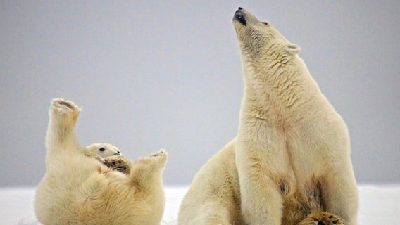 Eisbären sind weitestgehend Einzelgänger. Da sie aber kein ausgeprägtes Territorialverhalten haben, können sich ihre Jagdreviere überlappen. © NDR/NDR Naturfilm/doclights/Uwe Anders 