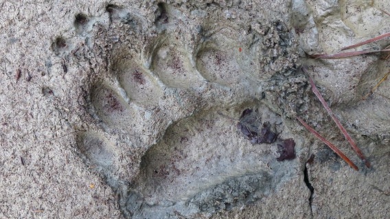 Grizzlybären werden nach Norden immer größer und können bis zu 680 kg schwer werden. Dabei hinterlassen sie deutliche Spuren. © NDR/NDR Naturfilm/doclights/Uwe Anders 