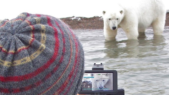 Dreharbeiten mit wilden Eisbären sind extrem gefährlich, liefern aber spektakuläre Bilder. © NDR/NDR Naturfilm/doclights/Uwe Anders 