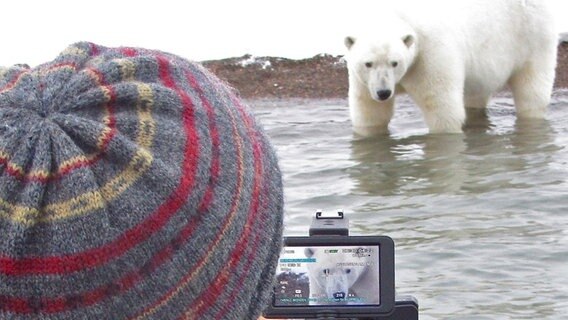 Dreharbeiten mit wilden Eisbären sind extrem gefährlich, liefern aber spektakuläre Bilder. © NDR/NDR Naturfilm/doclights/Uwe Anders 