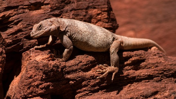 Ein kleiner Drache im Canyon: Der Chuckwalla ist perfekt angepasst an seinen extrem trockenen Lebensraum. © NDR/Doclights GmbH/Matthew Kline 