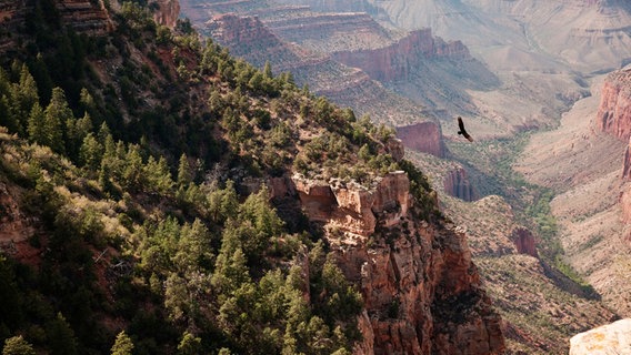 Lange Zeit waren sie die Könige der Lüfte: Truthahngeier. Aber jetzt ist der wesentlich größere Kondor zurück im Grand Canyon. © NDR/Doclights GmbH/Matthew Kline 