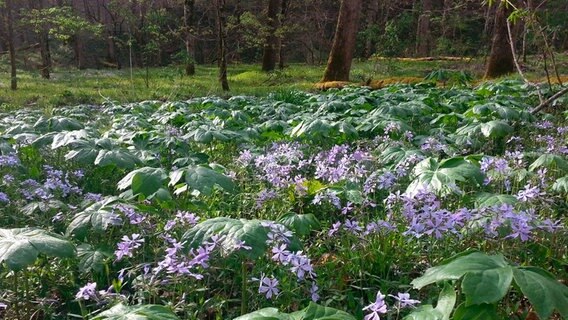 Jährlich kommen über 9 Millionen Besucher in den Great Smoky Mountains Nationalpark. Besonders auf den Flammenblumenwiesen kommen Pflanzenliebhaber auf ihre Kosten. © NDR/Doclights GmbH 