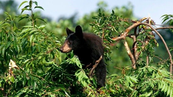 Erntezeit  wie Affen klettern die Schwarzbären auf die Bäume, um Wildkirschen zu pflücken. © NDR/Doclights GmbH 