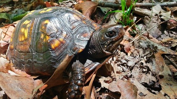 Die Carolina-Dosenschildkröte ist ein Gärtner ohne es zu wissen. Sie fressen die Früchte des Maiapfels und verteilen die Samen mit der passenden Portion Dünger. © NDR/Doclights GmbH 