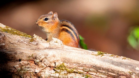 Freche kleine Biester  Streifen-Backenhörnchen gehören zu den Bewohnern des Nationalparks. © NDR/Doclights GmbH 