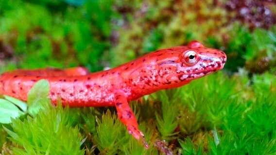 Die Great Smoky Mountains sind ein Paradies für Salamander. Der Porphyrsalamander ist nur eine der über 30 Arten im Nationalpark. © NDR/Doclights GmbH 