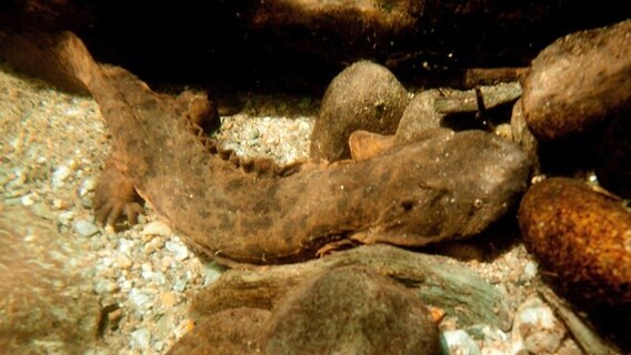 Ein Schlammteufel auf der Jagd: Der gigantische Salamander jagt sehr gerne Krebse. © NDR/Doclights GmbH 