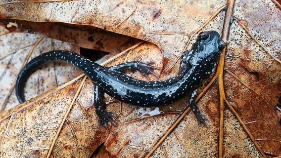 Die Great Smoky Mountains sind ein Paradies für Salamander. Der Silbersalamander ist nur eine der über 30 Arten im Nationalpark. © NDR/Doclights GmbH 