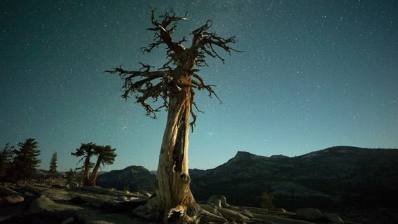 Ein Bild wie aus einem Tim Burton Film. Eine Kiefer im Yosemite Nationalpark bei Nacht. © NDR/NDR Naturfilm/doclights 