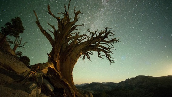 Eine Kiefer im Yosemite Nationalpark bei Nacht. © NDR/NDR Naturfilm/doclights 