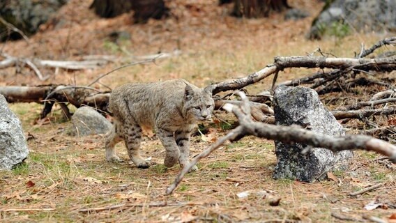 Ein besonders seltener Anblick im Yosemite Nationalpark: Der Rotluchs. © NDR/NDR Naturfilm/doclights 
