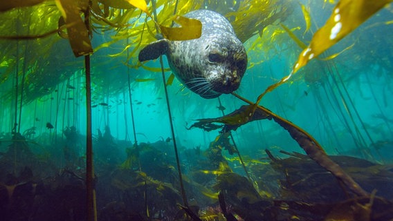 Eine faszinierende Welt: Kelp-Wälder entlang der Olympic Halbinsel sind das Zuhause vieler Tiere, wie dem Seehund. © NDR/NDR Naturfilm/Doclights GmbH 
