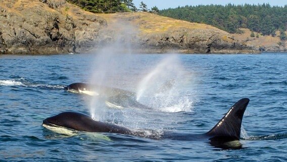 Orcas patrouillieren die Küsten vor dem Olympic Nationalpark. © NDR/NDR Naturfilm/Doclights GmbH 