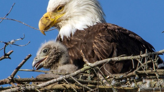 Der Weißkopfseeadler, das Wappentier der Vereinigten Staaten, zieht seine Küken im Olympic Nationalpark auf. © NDR/NDR Naturfilm/Doclights GmbH 