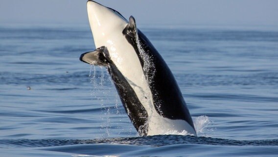 Lange Zeit war Killerwal der verbreitete Name für Schwertwale. Heute bevorzugen Zoologen den Namen Orca. © NDR/NDR Naturfilm/Doclights GmbH 