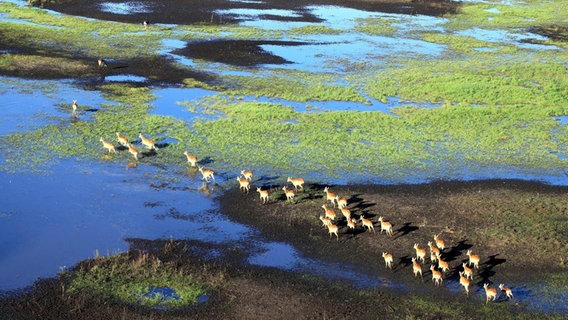 Den Tieren im Einzugsgebiet des Sambesi bleibt während der Regenzeit nichts als die Flucht vor den steigenden Wassermassen. Als Entschädigung finden sie kurz darauf überall sattes Grün. © NDR/WDR/ORF/Schlamberger 