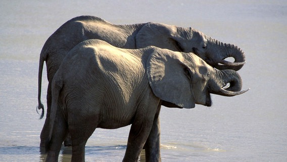 Elefanten sind an den Ufern des Sambesi ein vertrauter Anblick. Dort, wo er sich mit dem Chobe vereint, leben mehr Elefanten als irgendwo auf der Welt. © NDR/WDR/ORF/Schlamberger 