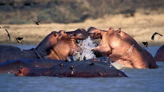 Am Luange, einem Nebenfluss des Sambesi, leben so viele Nilpferde wie nirgendwo sonst. © NDR/WDR/ORF/Schlamberger 